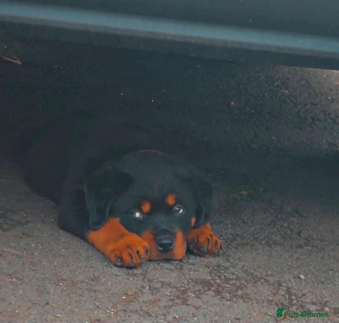 Rottweiler dogs for sale: Rottweiler Puppies – Champion & Top Bloodlines - Advert 1