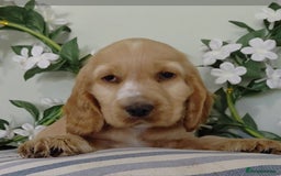 Cocker Spaniel dogs for sale: Ready today KC Show Winning Breeding - Image 12