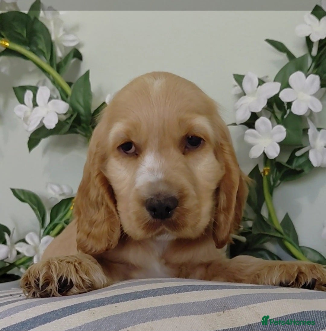 Cocker Spaniel dogs for sale: Ready today KC Show Winning Breeding - Image 12