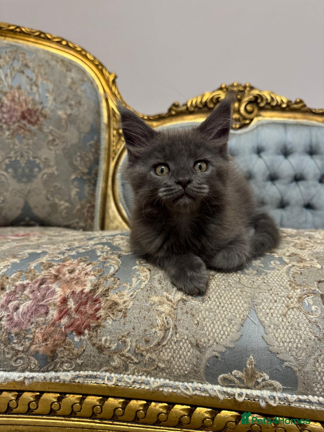 Maine Coon cats for sale: XXL Russian bloodline Maine Coon Kittens 20+Gen!🏆 - Image 22