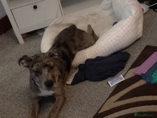 Mixed Breed dogs Nova our staffy x alapha blue - Advert 12