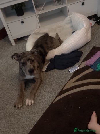 Mixed Breed dogs Nova our staffy x American bulldog - Advert 6