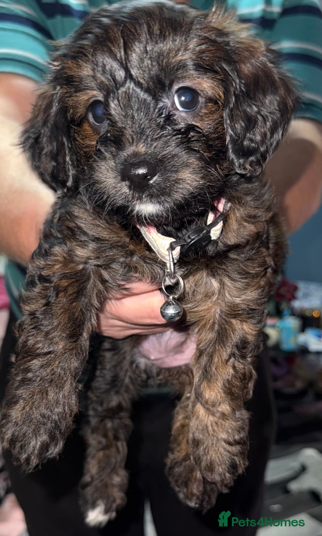 Mixed Breed dogs for sale: Cockapoo Mix Puppies - Advert 11