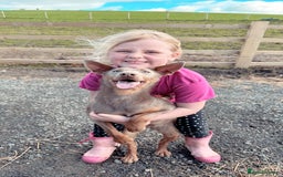 Australian Kelpie dogs for sale: Australian Kelpie Puppies WKC Registered - Image 9