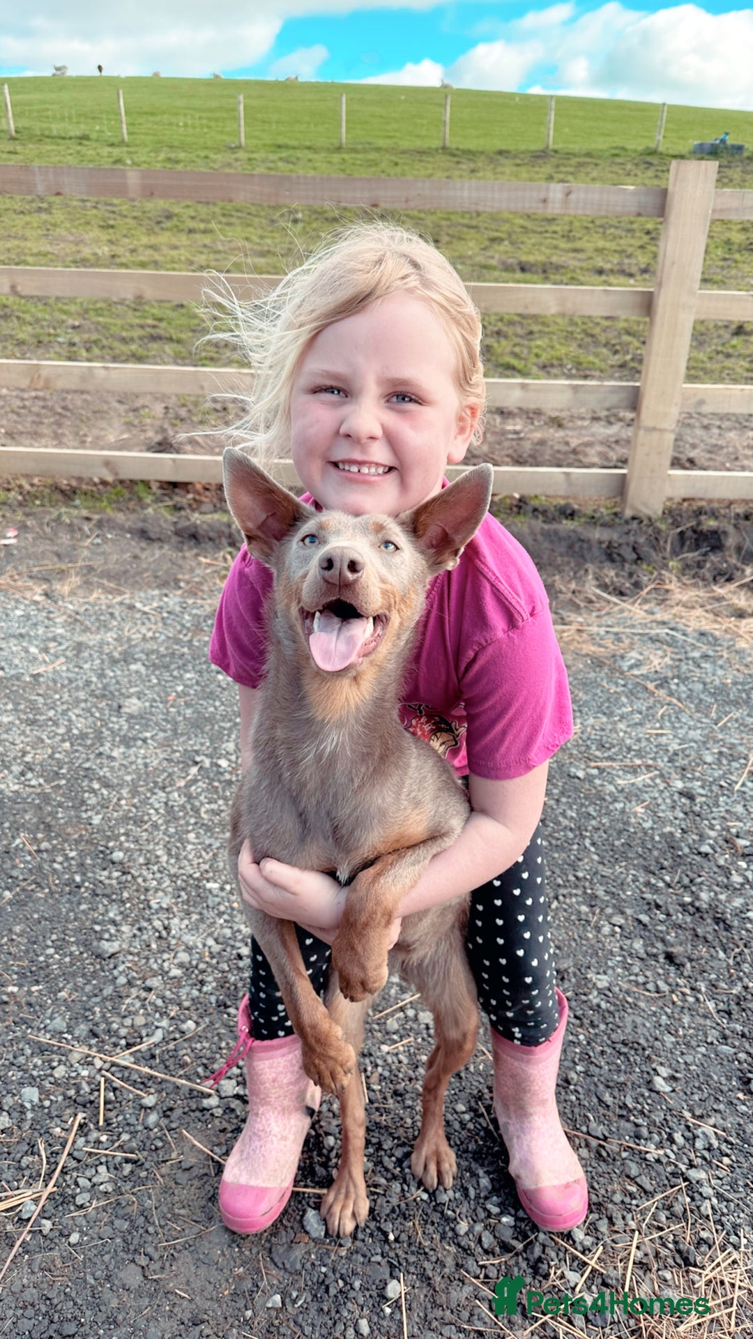 Australian Kelpie dogs for sale: Australian Kelpie Puppies WKC Registered - Image 9