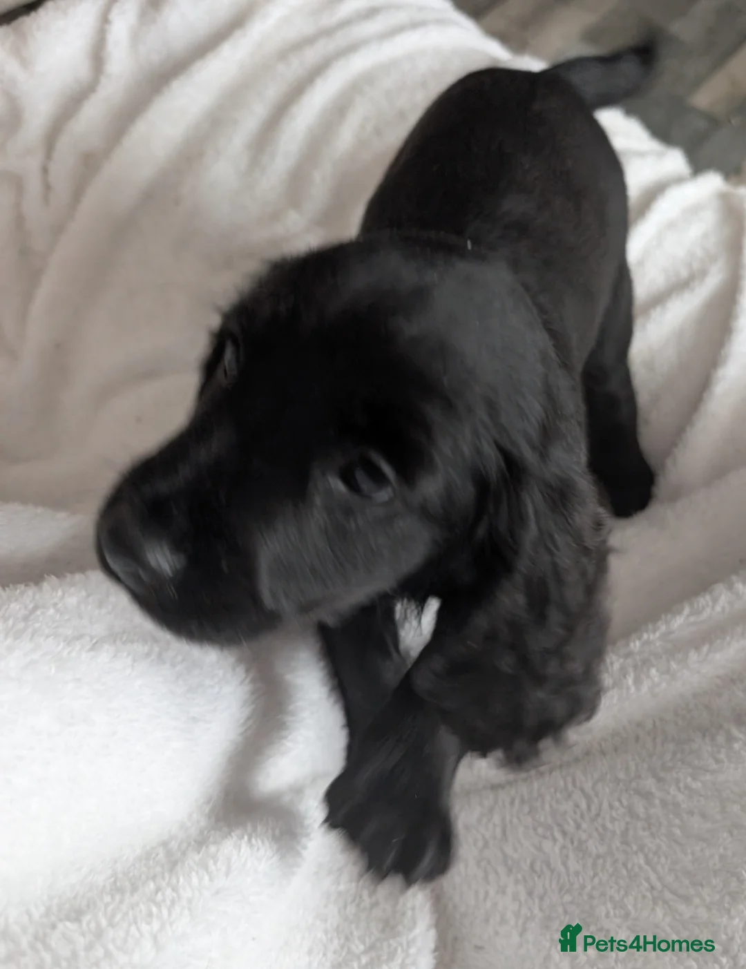 Cocker Spaniel dogs for sale: Cockerspaniel puppies ready soon! - Advert 27