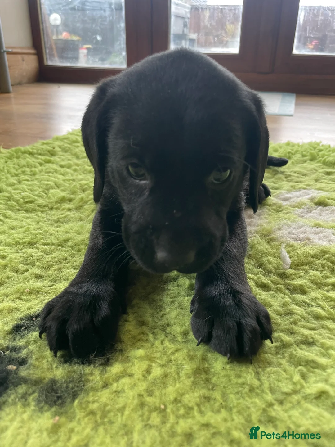 Labrador Retriever dogs for sale: KC registered Labrador puppies  - Advert 11