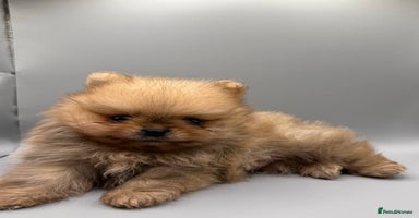 Pomeranian dogs - Advert 16