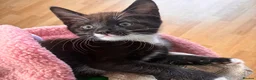 Mixed Breed cats for sale: Beautiful kittens for sale  - Advert 4