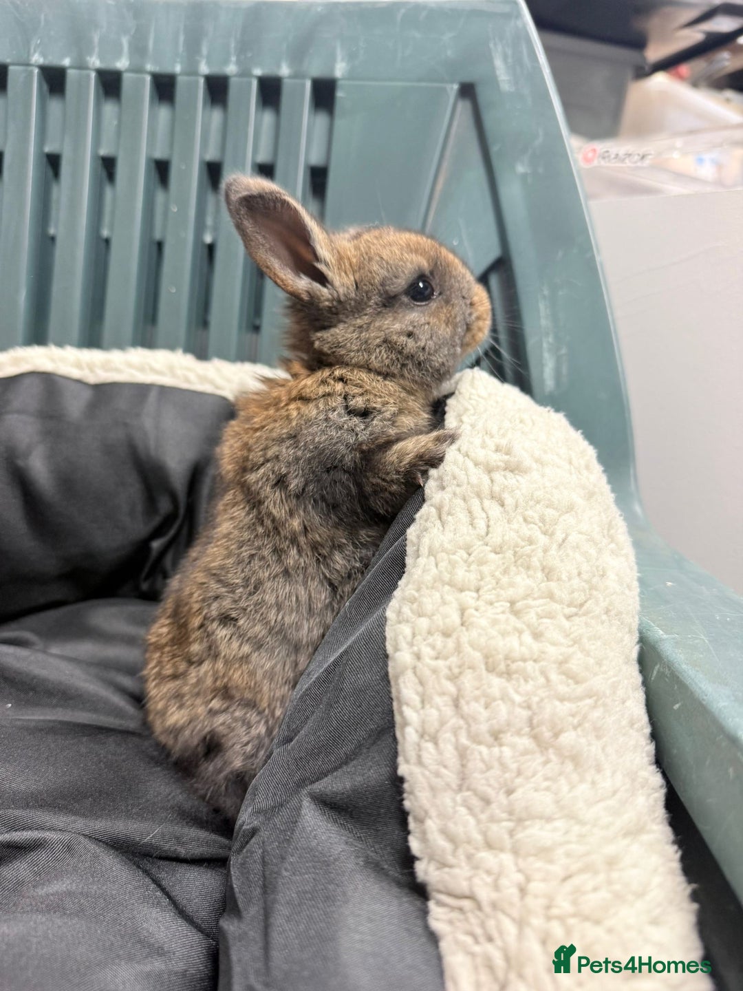 Mixed Breed rabbits for sale: Baby bunnies - Advert 9
