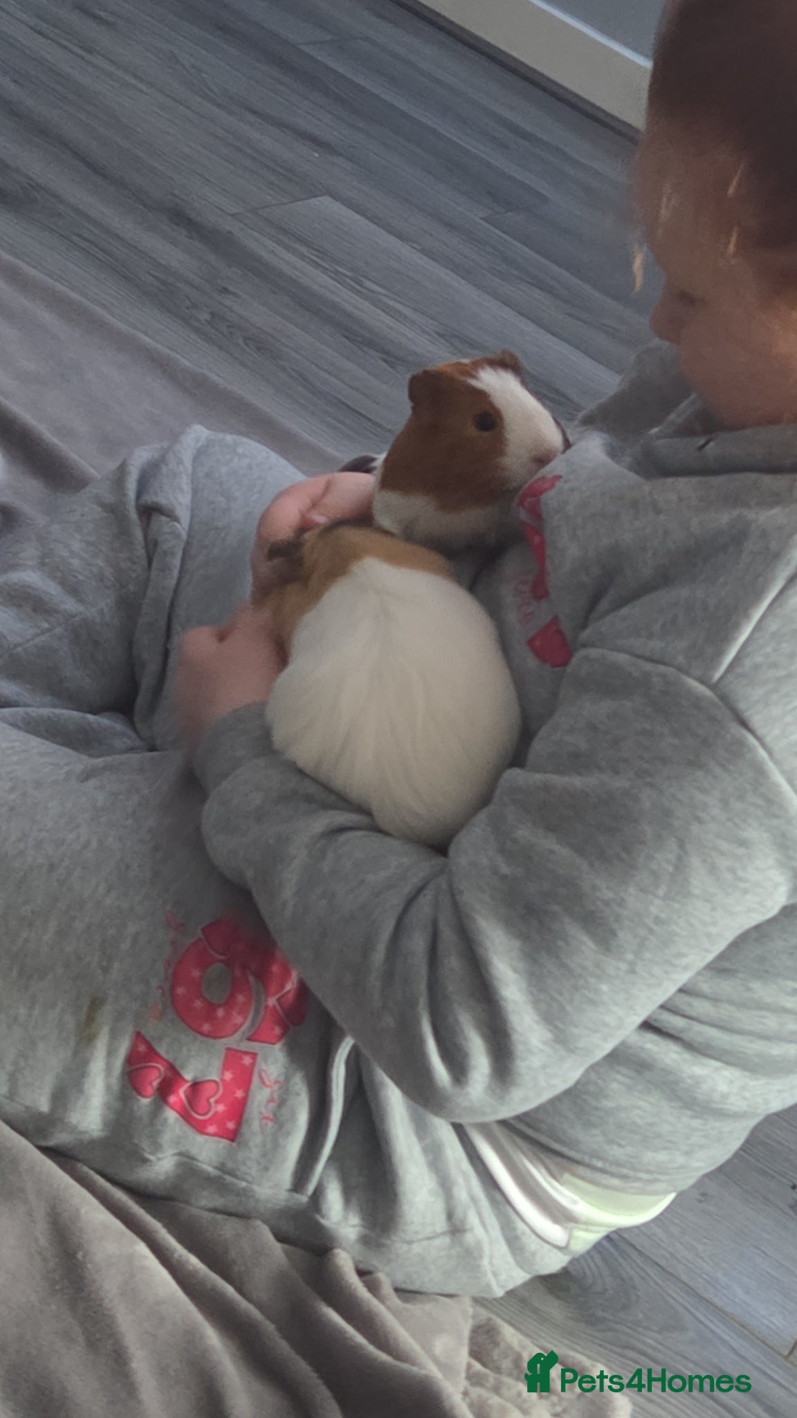 Guinea Pig rodents 2 male guinnie pigs  - Advert 3