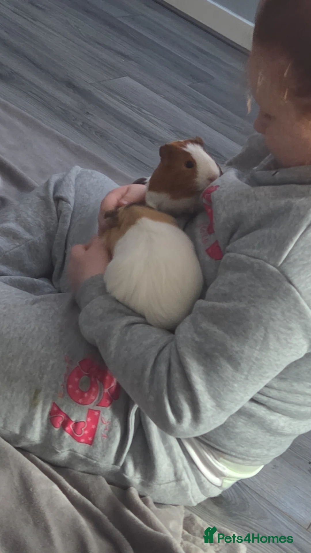 Guinea Pig rodents for sale: 2 male guinnie pigs  - Advert 1