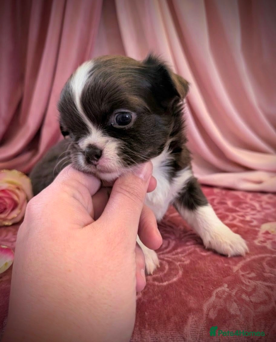 Chihuahua dogs KC registered Long Coat Chihuahuas  - Advert 11