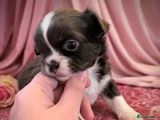 Chihuahua dogs KC registered Long Coat Chihuahuas - Advert 11