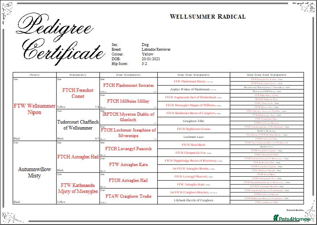 Labrador Retriever dogs for stud: Yellow Working Labrador Stud Fully Health tested in Christchurch - Advert 6
