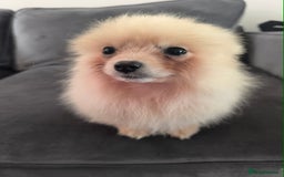 Pomeranian dogs for sale: Male Pomeranian  - Image 2