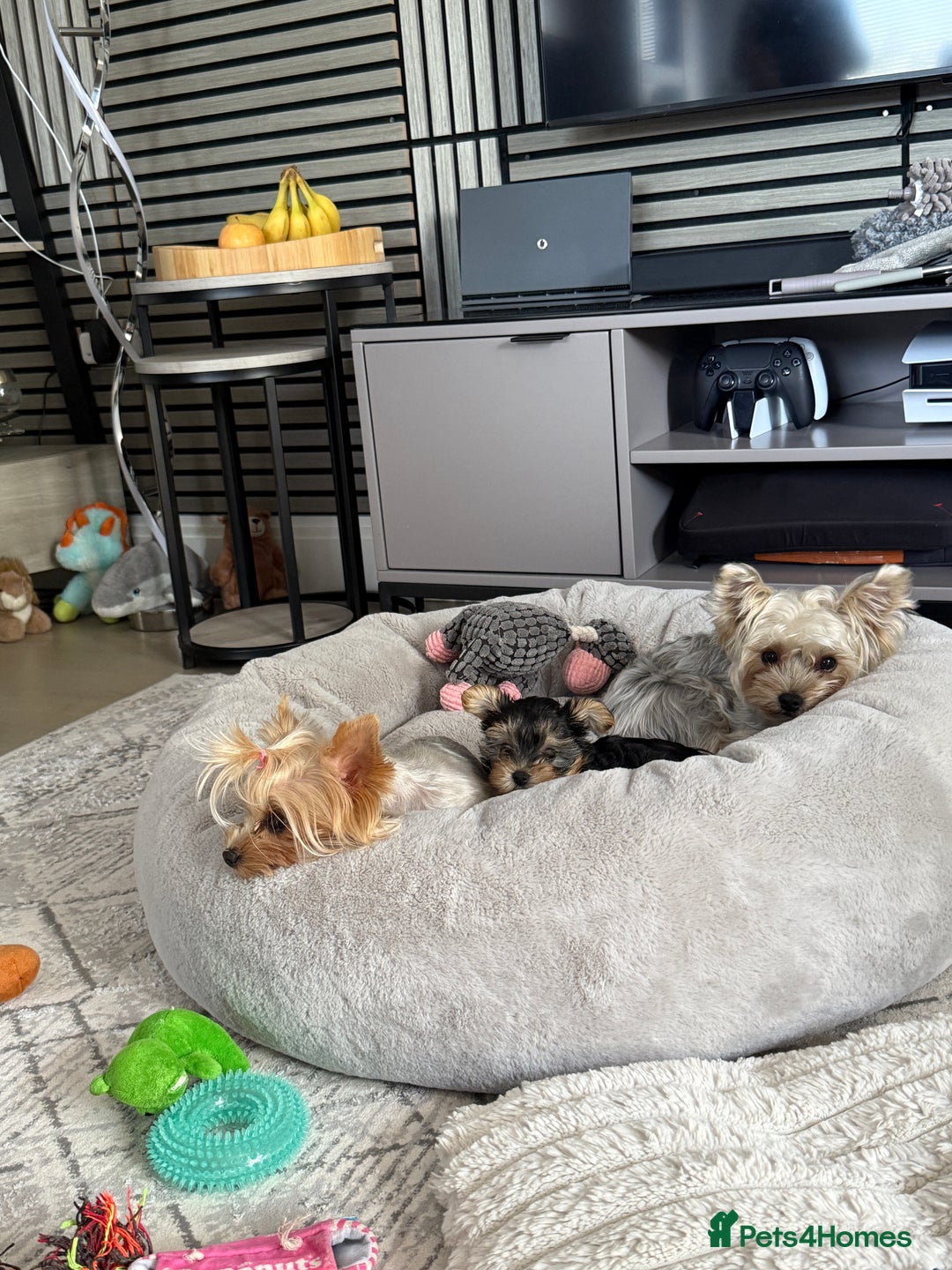 Yorkshire Terrier dogs for sale: Adorable Yorkshire Terrier Puppy for Sale - Image 14