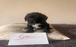 Bordoodle dogs for sale: Borderpoo - Image 9