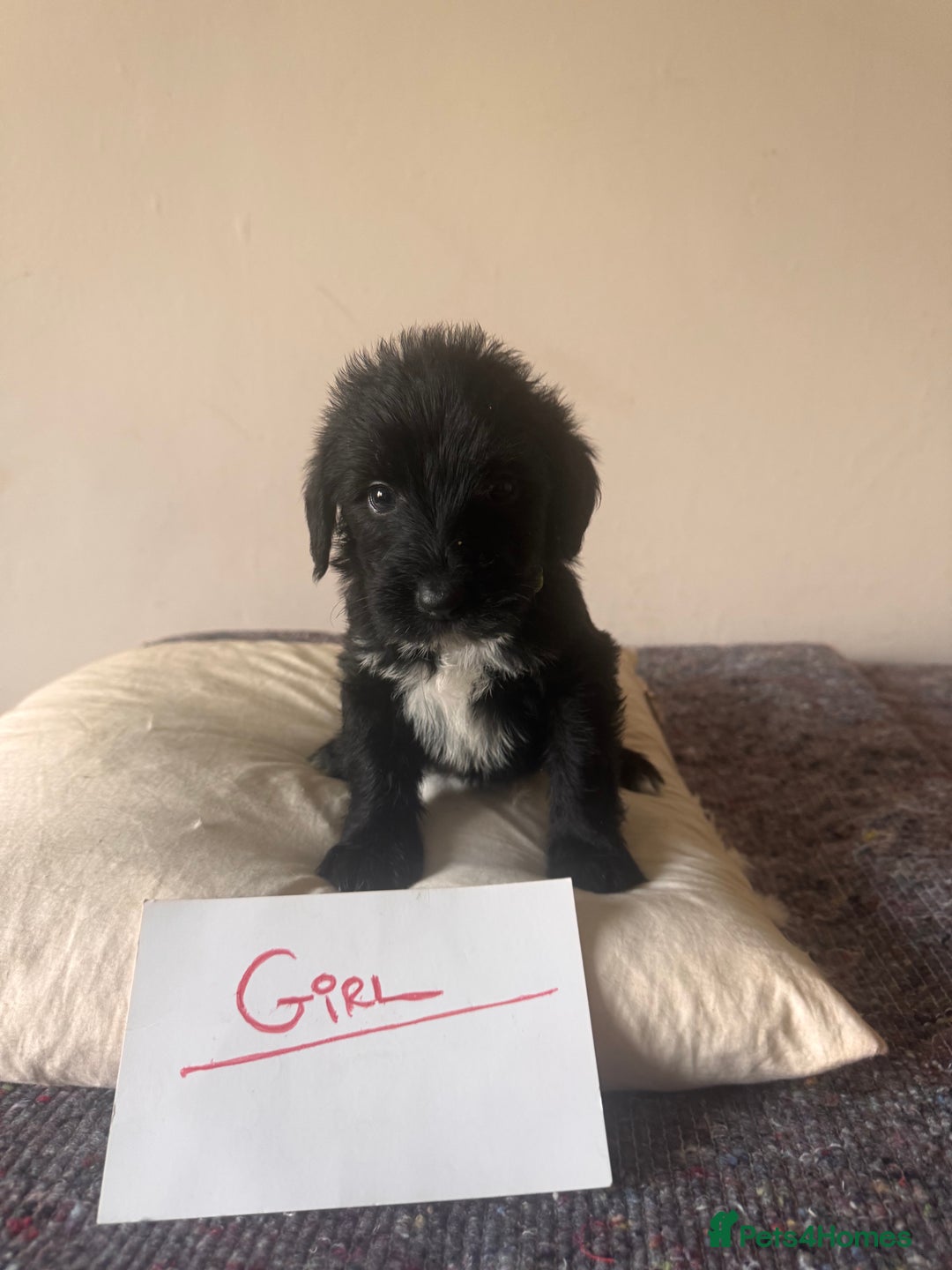 Bordoodle dogs for sale: Borderpoo - Image 9
