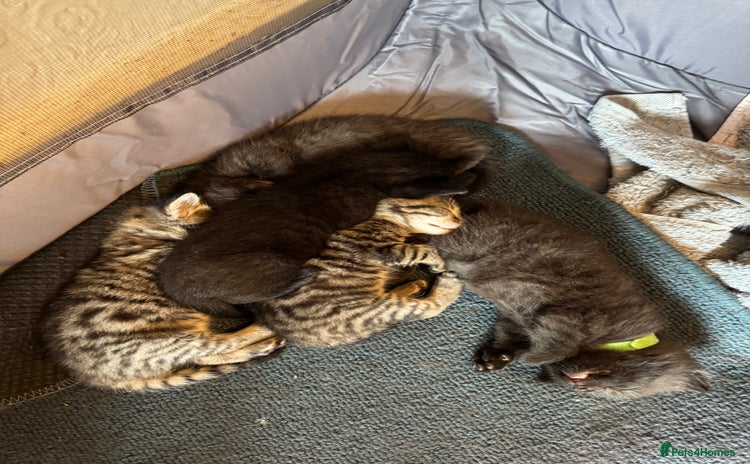 Domestic Shorthair cats - Advert 3