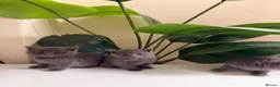 British Shorthair cats for sale: Beautiful British short hair kittens  - Advert 3