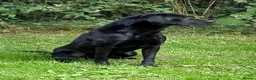 Labrador Retriever dogs for sale: Superb black Labrador bitch  - Advert 3