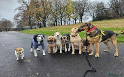 Mixed Breed dogs for adoption: Jim the gentle giant  - Advert 5