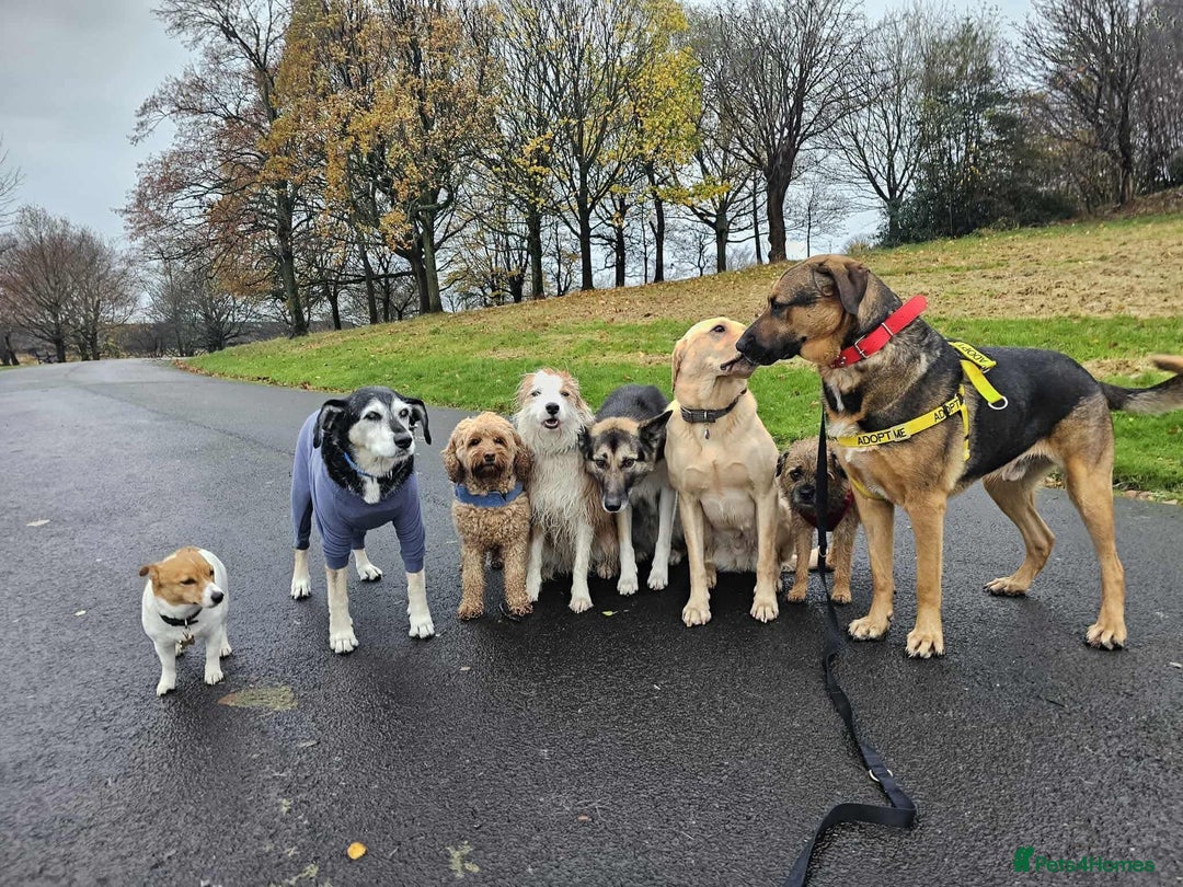 Mixed Breed dogs for adoption: Jim the gentle giant  - Advert 5