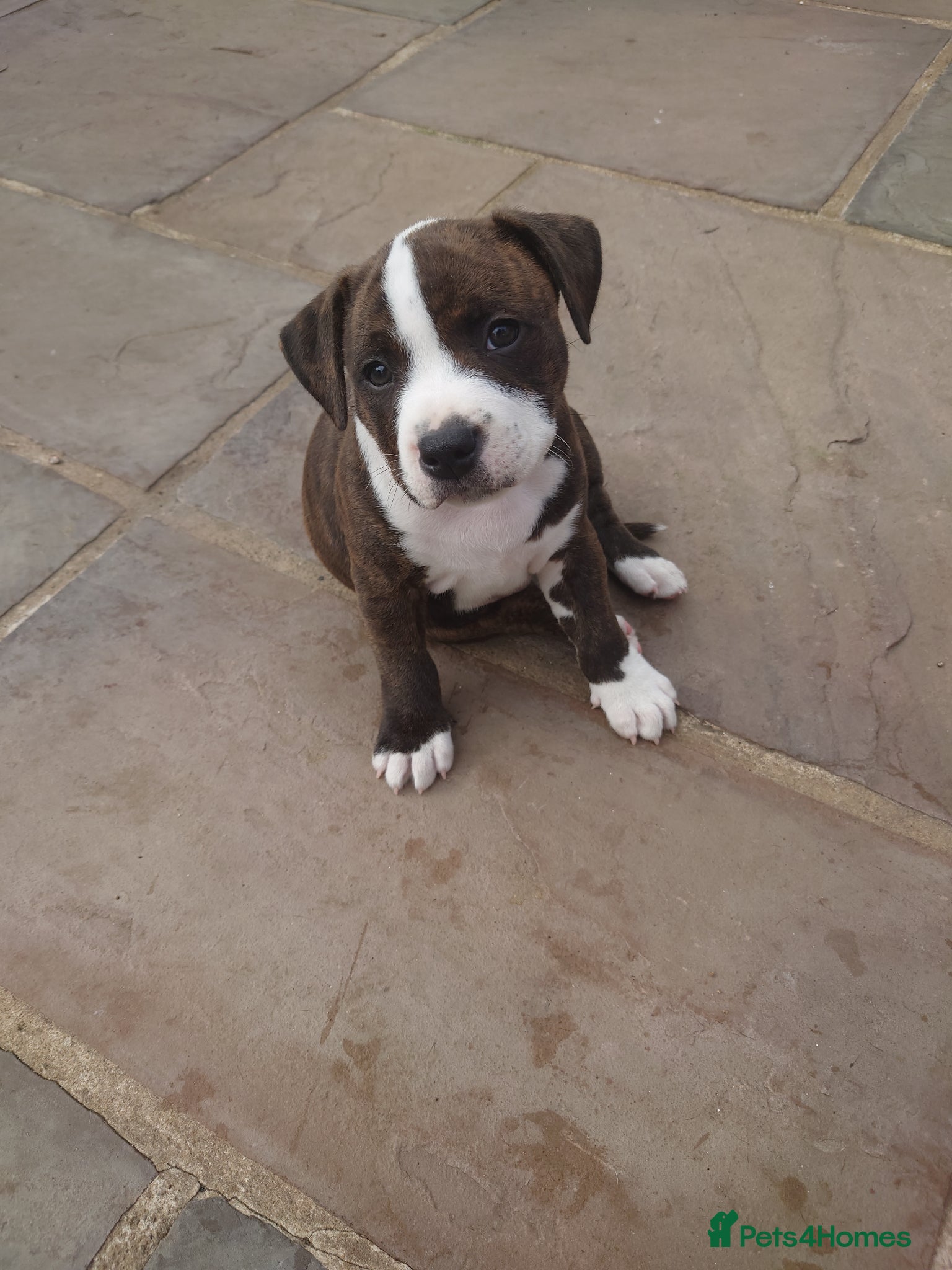 Staffordshire Bull Terrier dogs 2X full breed KC Staffordshire bull terrier pups - Advert 8