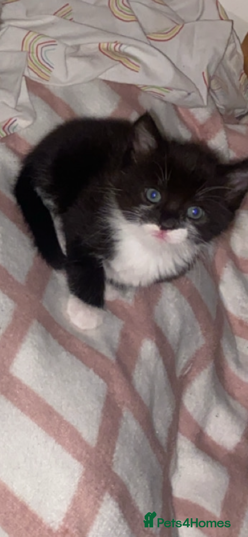 Mixed Breed cats 5 Beautiful kittens Ready 23rd December ❤️❤️❤️❤️❤️ - Advert 12