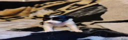 Border Collie dogs for sale: Beautiful border collie puppies - Advert 3