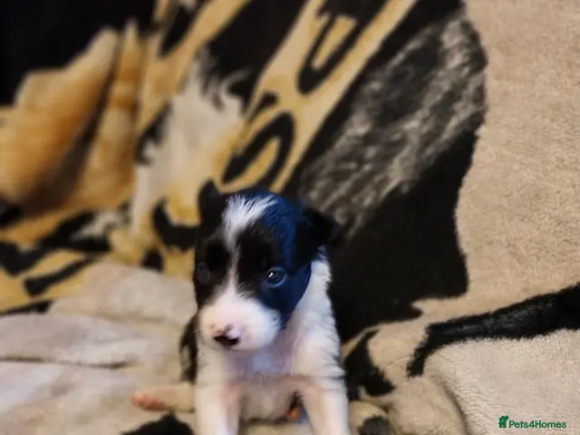 Border Collie dogs Beautiful border collie puppies - Advert 1