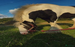 Irish Cob horses for sale: Gyspy offers considered - Image 8