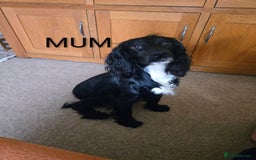 Cocker Spaniel dogs for sale: Lovely Cocker Spaniel Puppies From Our Family Dogs - Advert 5