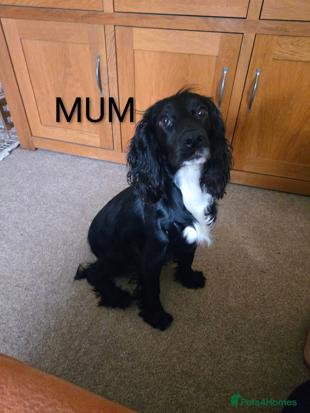 Cocker Spaniel dogs for sale: Lovely Cocker Spaniel Puppies From Our Family Dogs - Advert 5