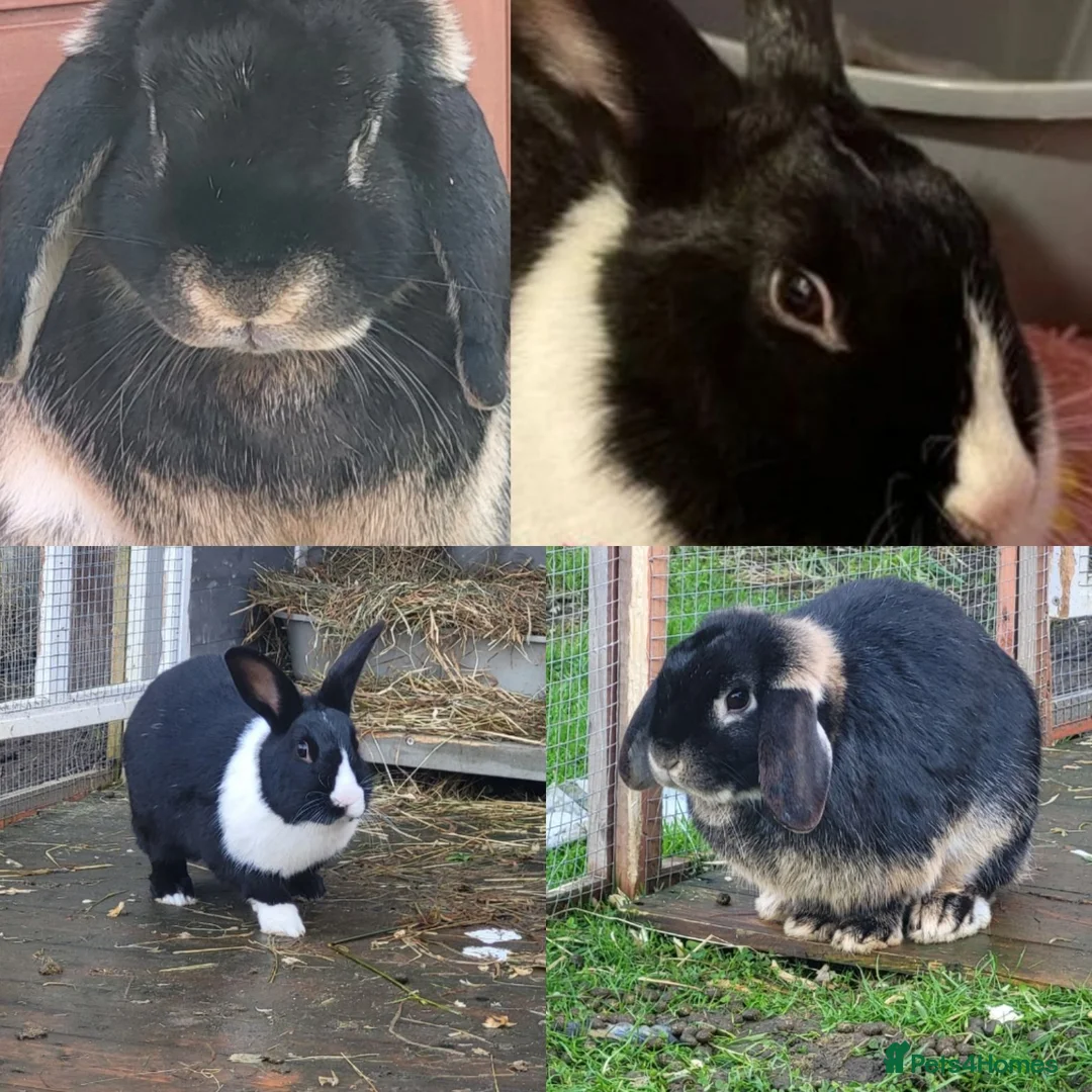Continental Giant rabbits for sale: 4 x bunnies continental giant Dutch and mini lop - Advert 1