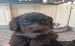 Cocker Spaniel dogs for sale: Working cocker spaniel  - Image 8