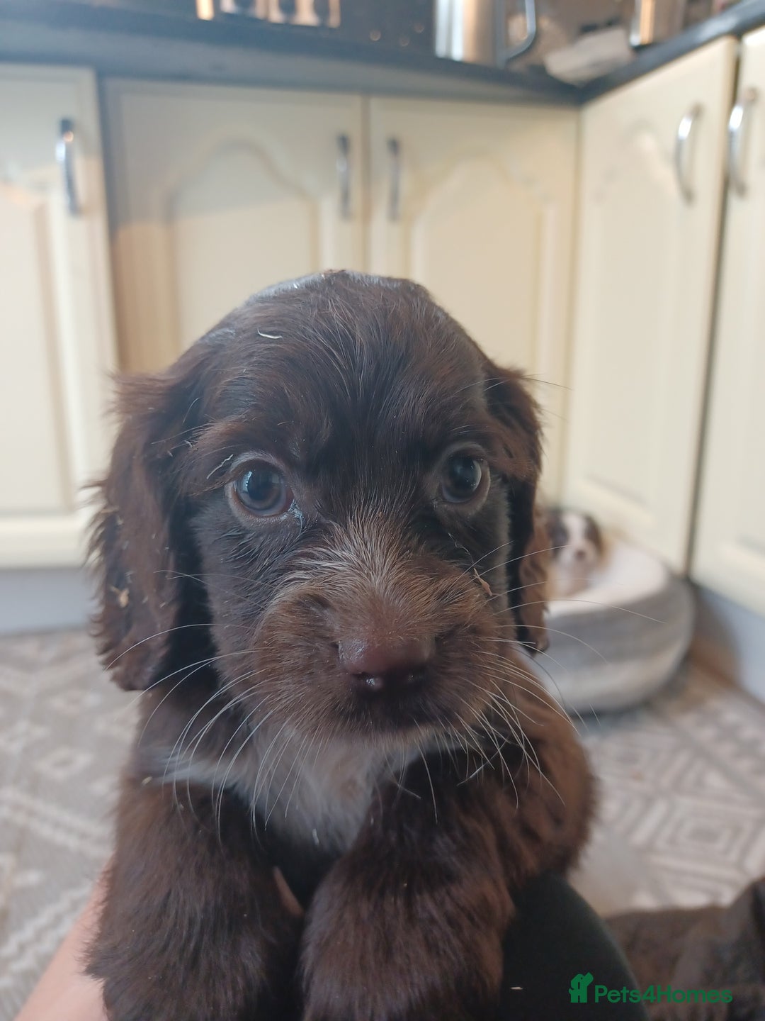Cocker Spaniel dogs for sale: Working cocker spaniel  - Image 8
