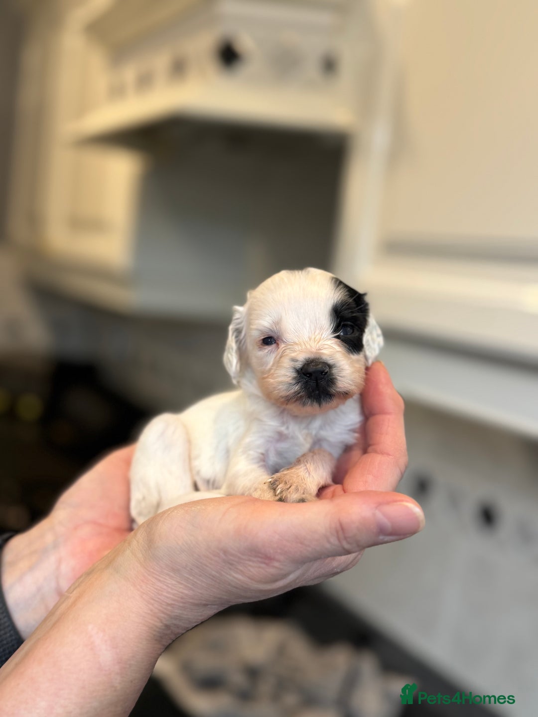 Sproodle dogs for sale: Gorgeous sproodle puppies - Family raised - Advert 3