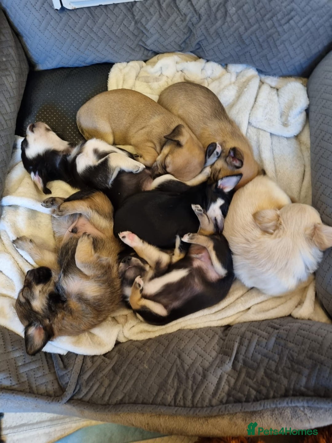 Chihuahua dogs for sale: Chihuahua Puppies For Sale - Advert 11