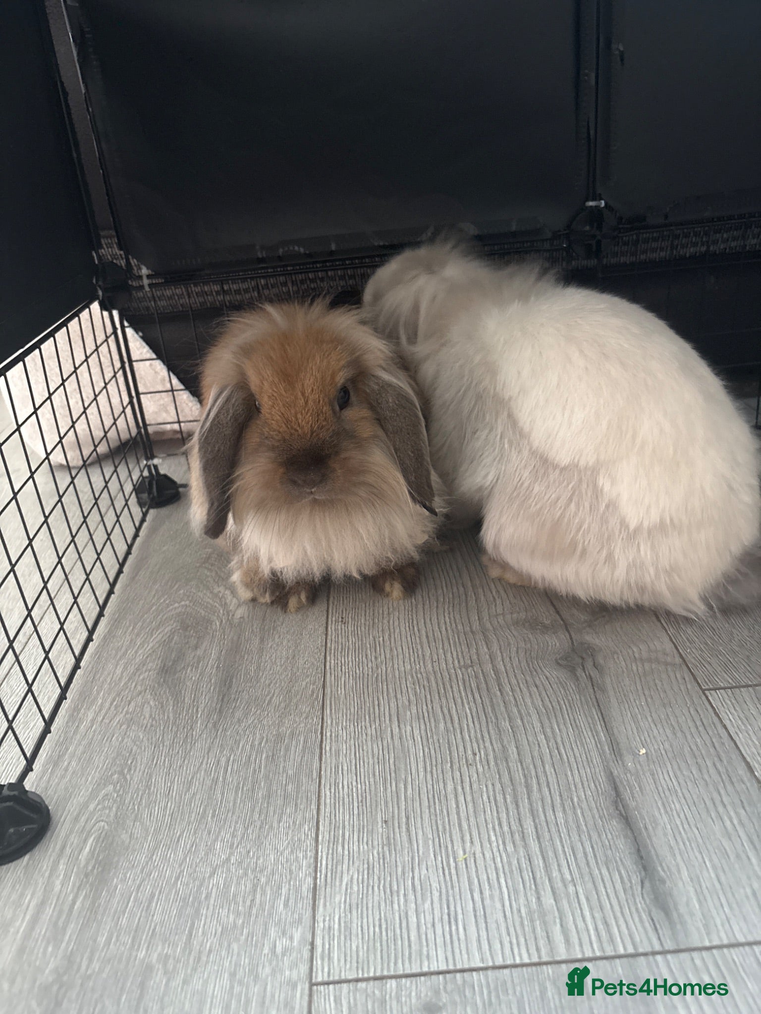 Mixed Breed rabbits 2 mini lion lops  - Advert 1