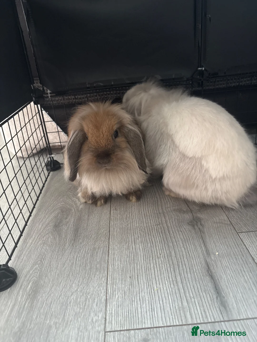 Mixed Breed rabbits for sale: 2 mini lion lops  in Saint Helens - Advert 1