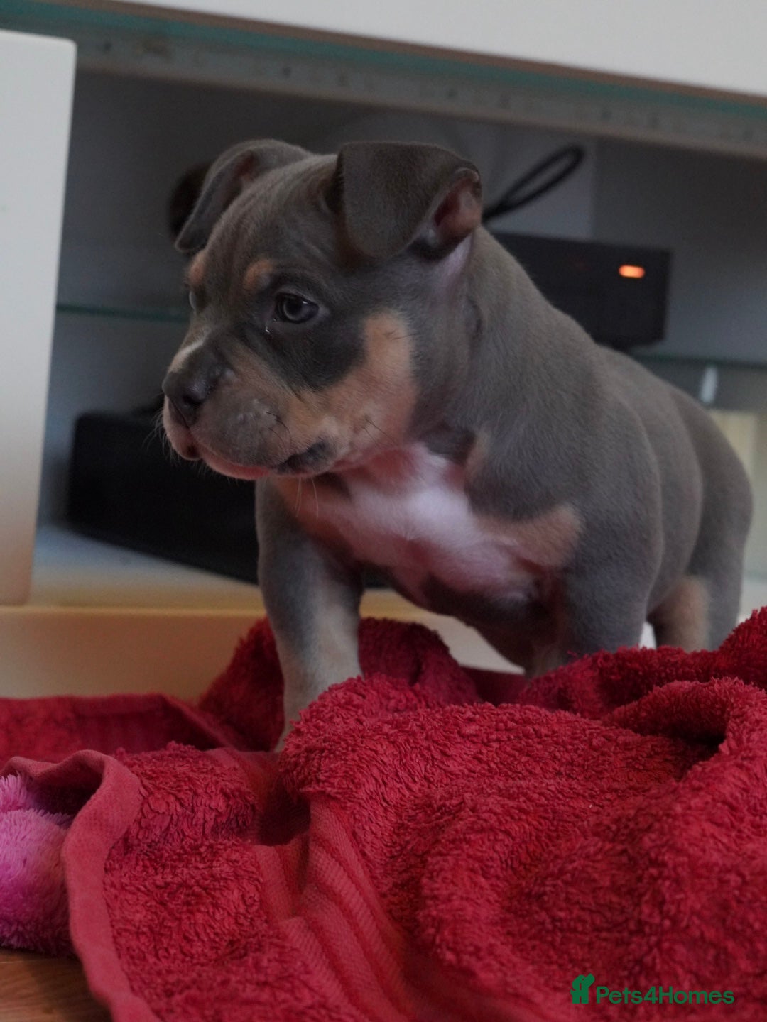 American Bully dogs American pocket bully puppies 1 Remaining  - Advert 16