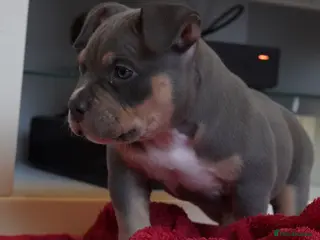 American Bully dogs American pocket bully puppies 1 Remaining - Advert 16