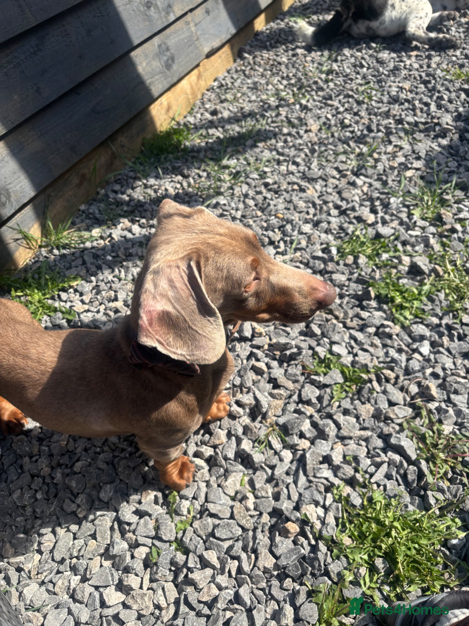 Miniature Dachshund dogs Dachaund  - Advert 1