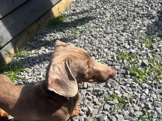 Miniature Dachshund dogs Dachaund - Advert 1