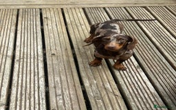 Miniature Dachshund dogs for sale: Chocolate dapple Miniature Dachshund  - Image 2