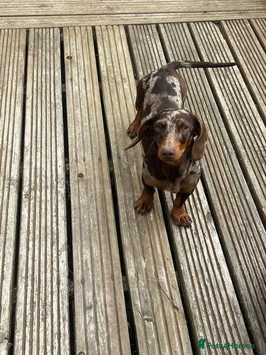 Miniature Dachshund dogs for sale: Chocolate dapple Miniature Dachshund  - Image 2