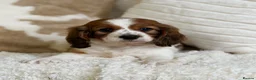 Cavapoochon dogs for sale: Beautiful Cavapoochon puppies  - Advert 6