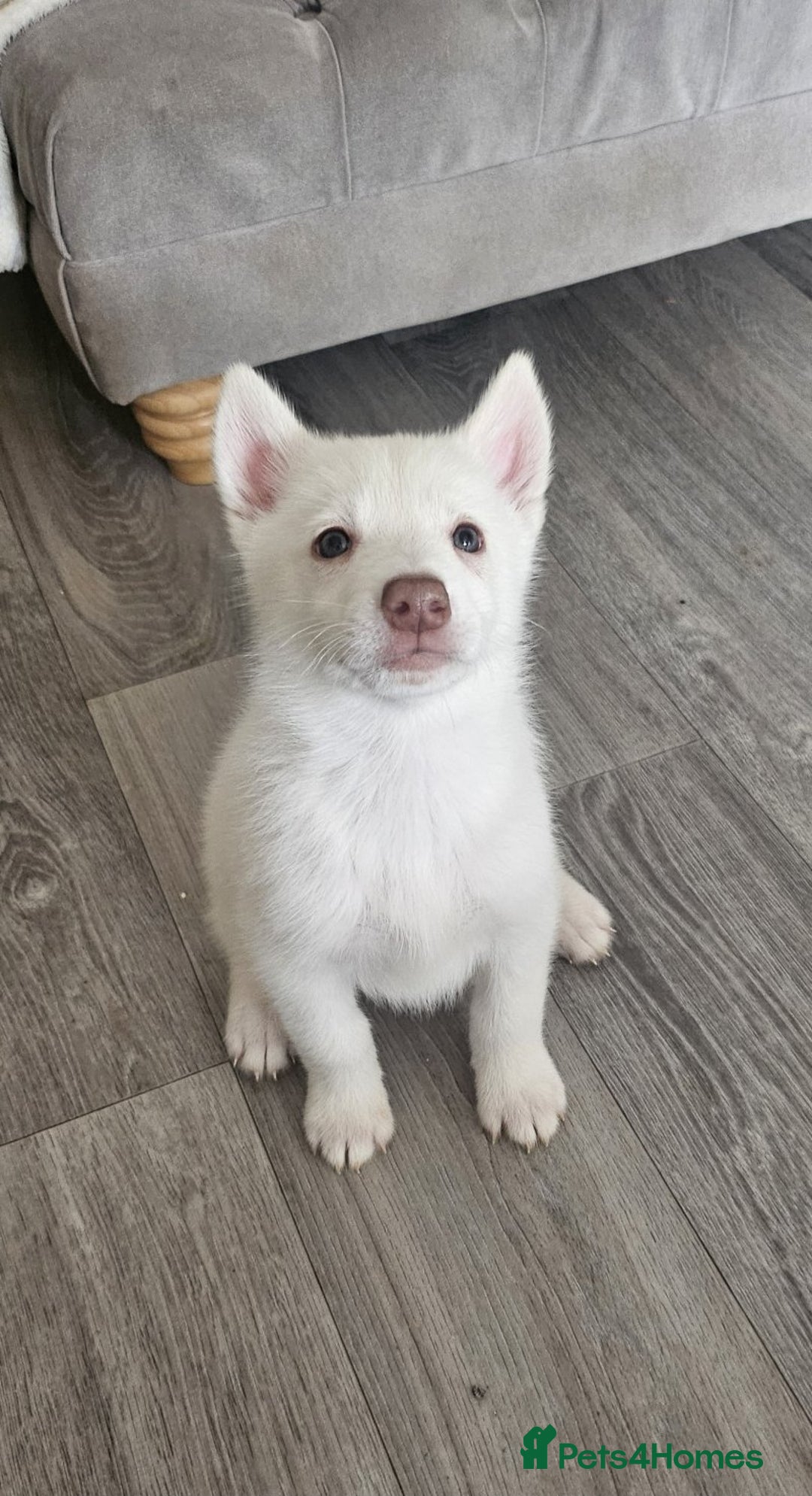 Siberian Husky dogs for sale: Gorgeous huskies puppies for sale! - Image 5